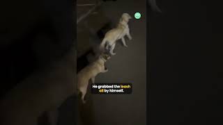 Her Dog Got Adopted by Another Dog 😂