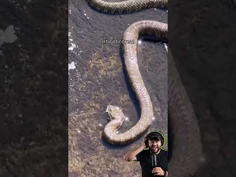 SERÁ QUE ELE ESCAPOU? #dublagem