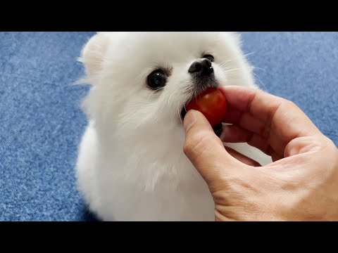 初めてトマトを食べたポメラニアンがこうなりました