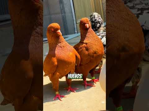 Especies de palomas no voladoras