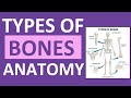 Types and Functions of Bones