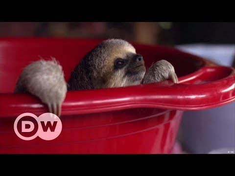 YouTube video thumbnail: Rescuing Sloths in Suriname