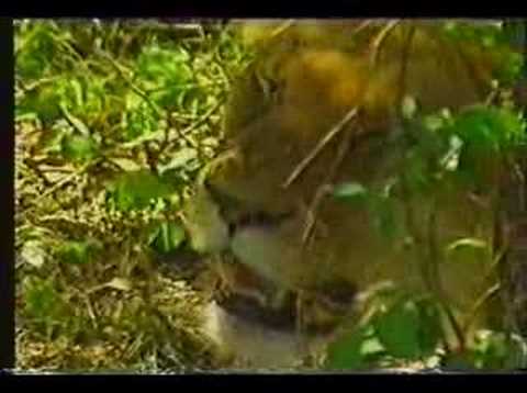 National Parks of Kenya - Kenya Tourism