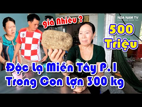 Độc Lạ Miền Tây Phát Hiện Cát Lợn Khủng Tiền Tỷ Trong Con Lợn 300kg để Gần 7 Năm Trời/NGÃ NĂM TV