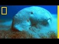 Marine Life and Conservation in the UAE