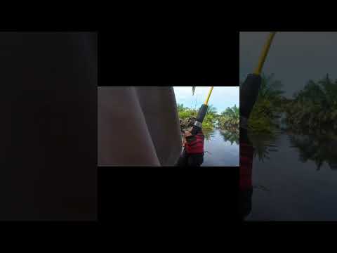 Sampee bengkok kailnyaa #fishing #viralvideo #video #viralshorts #viralshort