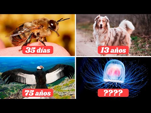 ¿CUÁL es la ESPERANZA DE VIDA de los ANIMALES?