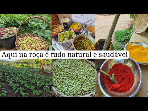 Feitos a moda antiga |como faço açafrão e colorau| colheita/ almoço do dia