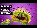Venus Flytrap Quiz
