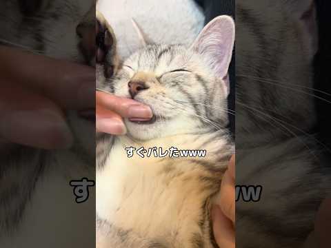 寝てる時の指ちゅぱ大好きなんだけどそろそろ手を離したいなぁと思ったら⋯ #子猫 #ぺろぺろニキ #shorts