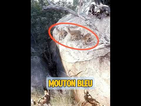 Avez-vous déjà vu un mouton aussi puissant ? #animal #animaux #animals