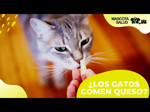 Los gatos pueden comer queso? | Mascota y Salud