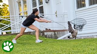 Woman Jumps Into Action To Save Goose