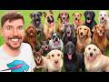 Dog Adoption Marketing Campaign Insights