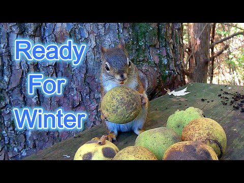 Squirrels Prepare Walnuts For Winter