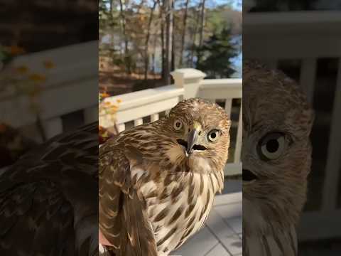 🦅 Eagle Vs Owl🦉| By life fact explain |#shorts #facts #factshorts