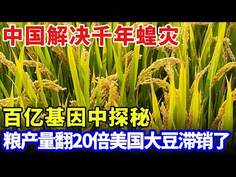 中国解决千年蝗灾，百亿基因中探得蝗虫聚集秘密，基因编辑一招破解轰动西方！国内粮产量翻20倍，美国直接大豆滞销了【大科学】