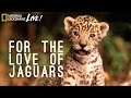 Jaguar Conservation and Cultural Impact