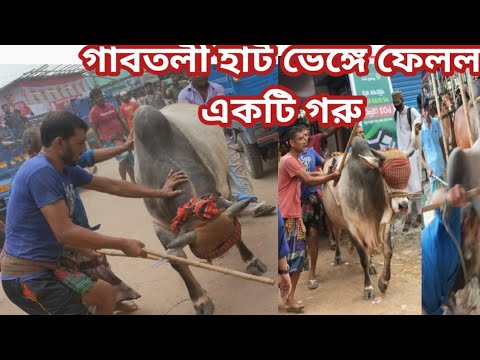 গাবতলী হাটে পাগলা গরু কাকে বলে, তিন লক্ষ ২৫ হাজার টাকায় বিক্রি গরু ক্রেতা বাড়ি নিতে পারবেন কি?cow