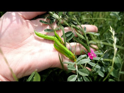 雑草の豆で納豆作る！