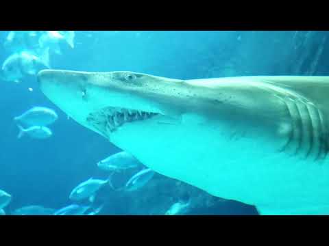 Nc Aquarium Fort Fisher Coupons 07 2021