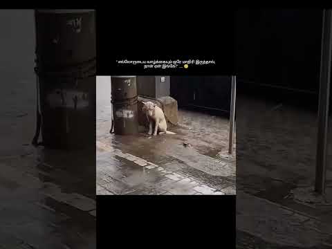 எல்லாருடைய வாழ்க்கை ஒரே மாதிரி இருந்தால் நான் ஏன் இங்கே😨🙏#anshikamobile #dogrescue #care #adoption