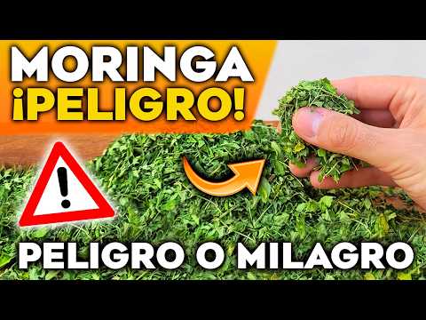 ¡ALERTA! Lo que DEBES SABER antes de Tomar MORINGA | Riesgos y Beneficios de la Moringa