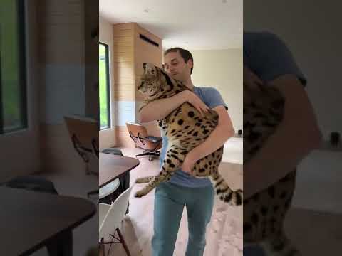 Chloe the Serval gets carried