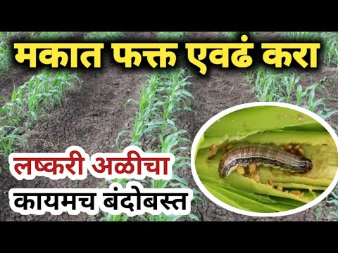 मका पिकात फक्त एवढं करा आणि लष्करी अळीचा कायमचा बंदोबस्त करा Maize crop Protection