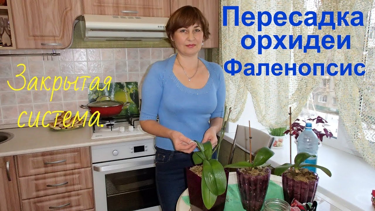 Перасадка орхидеи в закрытое кашпо