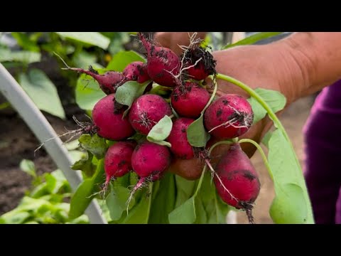 Могу есть КАЖДЫЙ день! Сразу 5 рецептов летних супов! СУПЫ которые съедаются ВСЕГДА! Очень ВКУСНЫЕ!