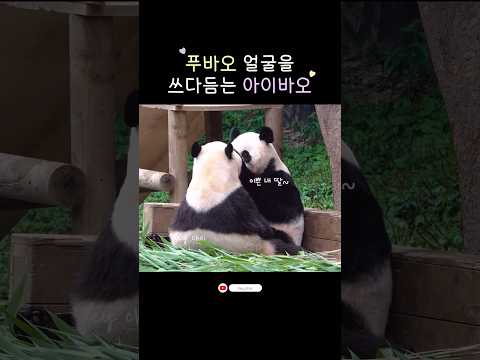 푸바오와 마주 보고 앉아 쓰담쓰담해주는 아이바오💕ㅣ#Shorts#푸바오#아이바오#everland