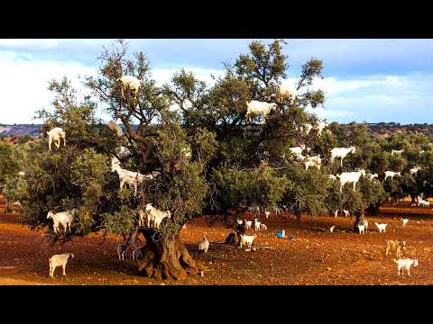 How Moroccan Farmers Train Goats to Live on Argan Trees – And How Goats Are Raised Today