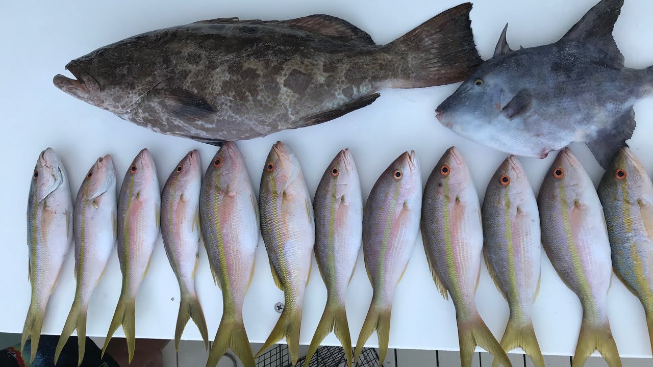 EASIEST Fish to Catch in Florida Keys! Catch Clean Cook- Yellowtail Snapper