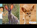 Exploring Animal Structures and Functions for Survival