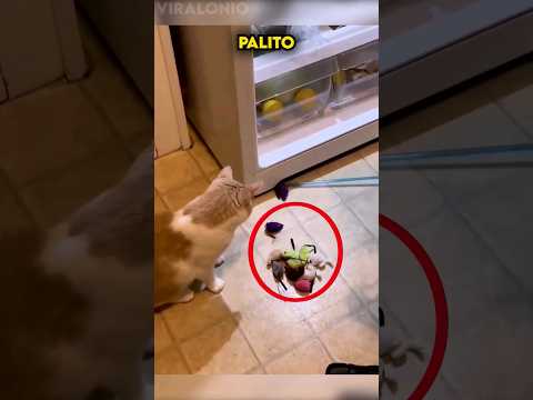Este Gato esconde Ratones, pero su dueña se da cuenta...?