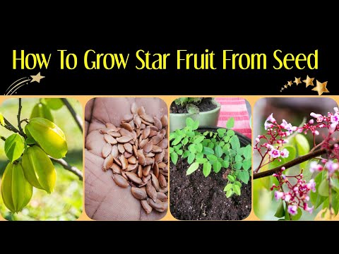 ऐसे घर में उगायें कमरख या Star Fruit का पौधा Grow Carambola by seed at home, step by step detail