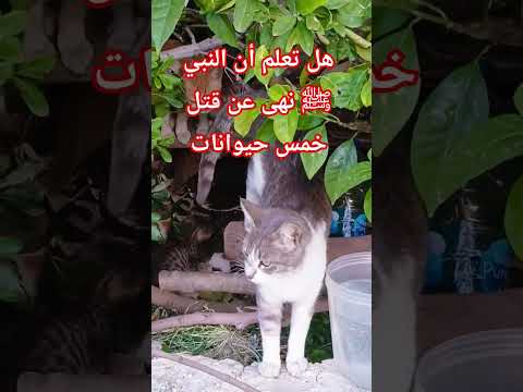 هل تعلم أن النبي ﷺ نهى عن قتل خمس حيوانات #صلوا_على_النبي #الدعاء_المستجاب #اكسبلور