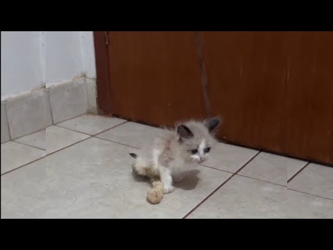 Tiny, helpless kitten with both back paws crushed tried to scoot to us begging for help.