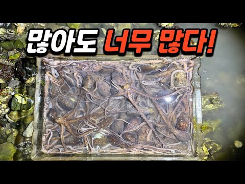야간 해루질 보고도 믿기지가 않네요!! 대체 이게 몇마리야?