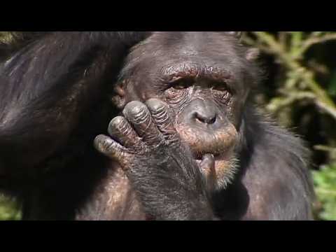 One Hour of Animal Care in Action: Chester Zoo's Incredible Stories | Zoo days