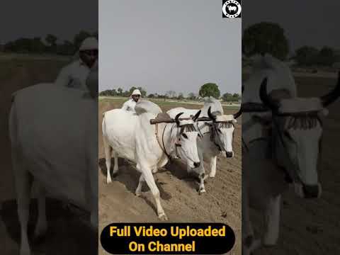 Mere Des Ki #Dharti Sona Ugglle 😍