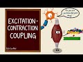 Muscle Contraction Mechanisms and Processes