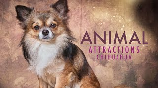 Chihuahua Care | Animal Attractions