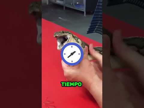 Lo que tenía adentro te sorprenderá! 😱🫣