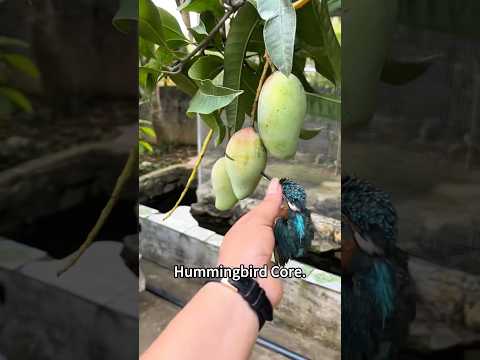 Hummingbird 🤣#hummingbird #hummingbirds #bird #fyp #foryou