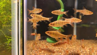 New Fish in my aquariums - Fish Room Update