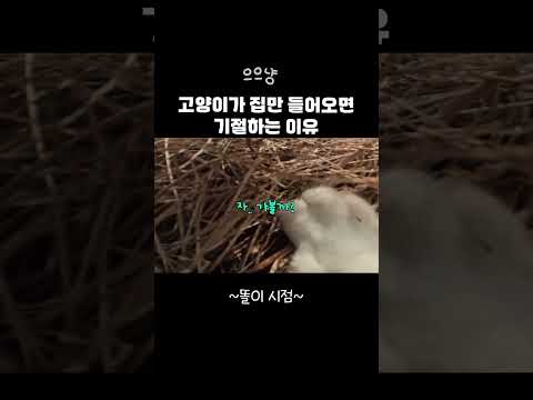 고양이가 집에만 들어오면 기절해버리는 이유