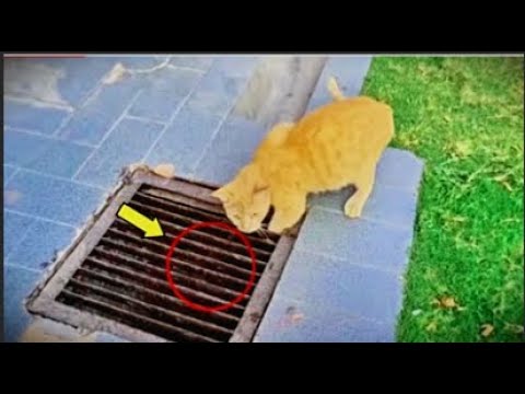This Cat Wouldn’t Stop Meowing — The Reason Will Break Your Heart 💔
