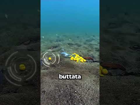 Con Questa Canna Nessun Pesce Scappa!🧠🐟